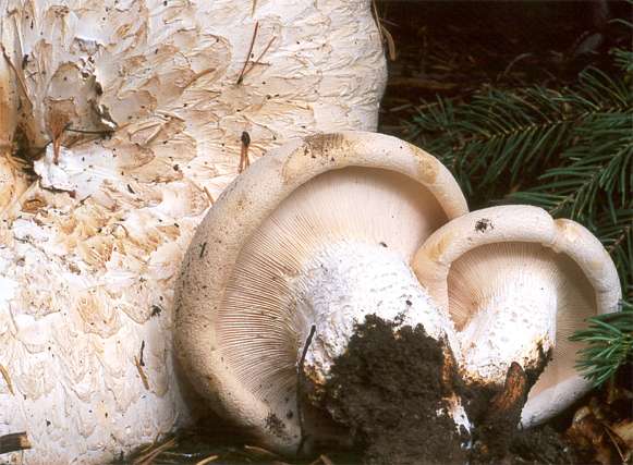 Neolentinus ponderosus